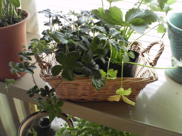 f0237037_9582411.jpg