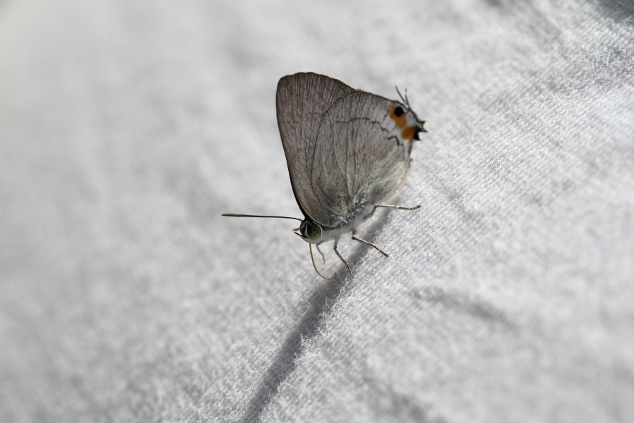 a0094850_11462968.jpg