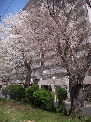 c0050264_10384081.jpg