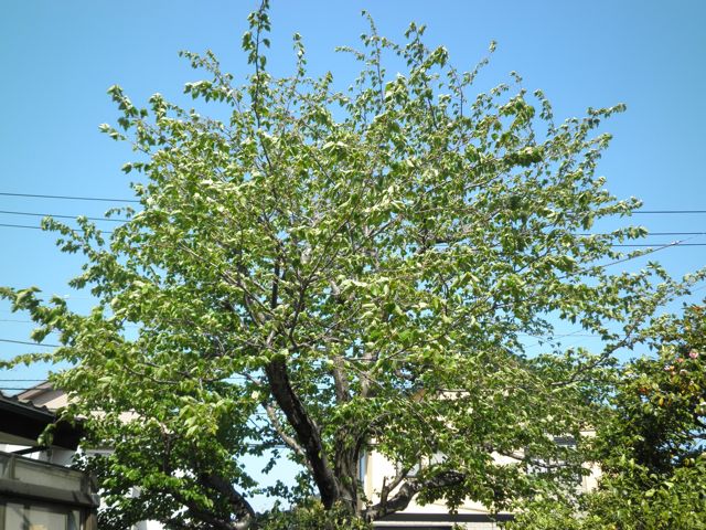 f0130894_20212399.jpg