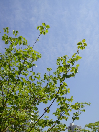 a0167803_10314678.jpg