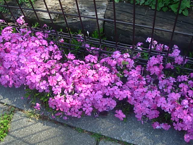 b0185330_20285428.jpg