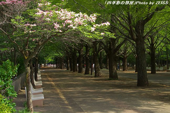 a0195032_16212396.jpg