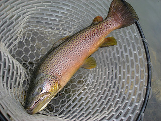 f0065341_8423059.jpg