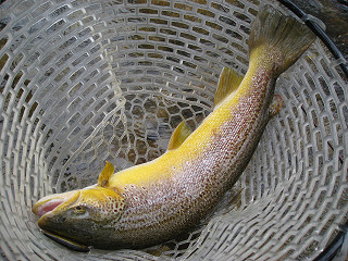 f0065341_8465534.jpg