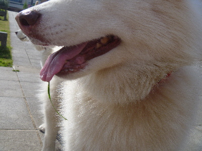 e0121548_225526.jpg