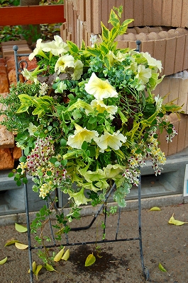 e0025655_5502356.jpg