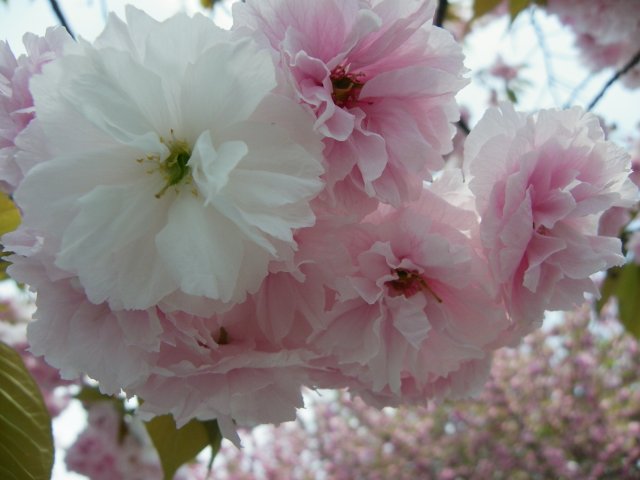 b0004675_13135392.jpg