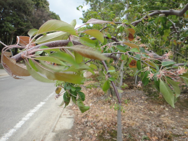 f0137275_424235.jpg