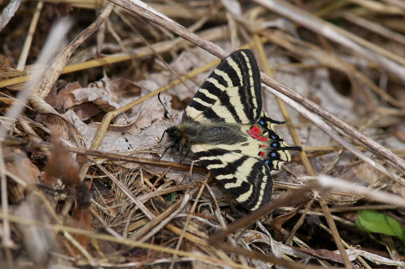 f0090680_2221421.jpg