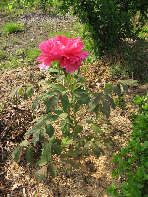 e0140491_11185748.jpg