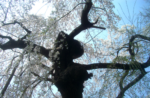 b0099994_938375.jpg