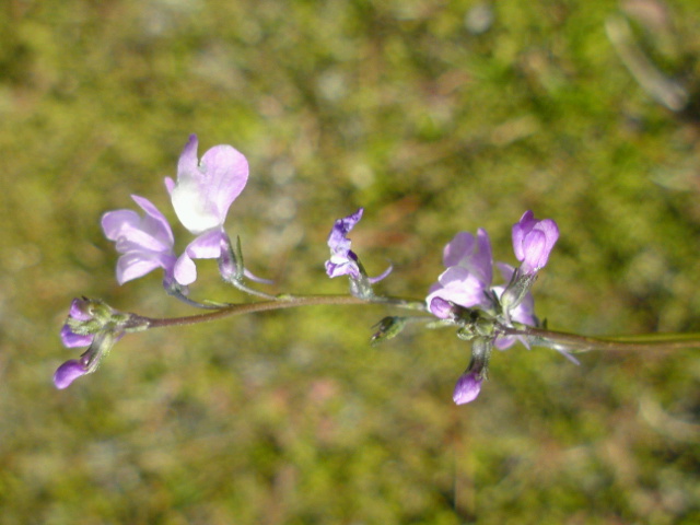 e0026495_1658546.jpg