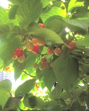 c0164401_212998.jpg