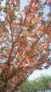 b0075202_132841.jpg