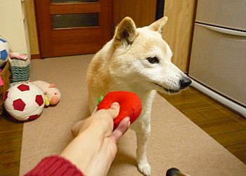 e0131506_1213071.jpg