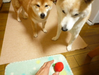 e0131506_129015.jpg