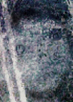 e0103408_1519582.jpg