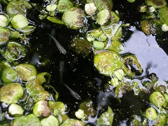 c0190010_183769.jpg