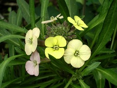 c0190010_1885638.jpg