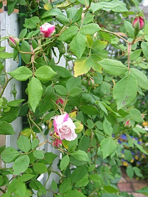 a0067720_1812735.jpg
