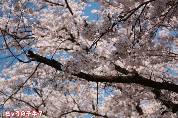 f0203423_17374291.gif