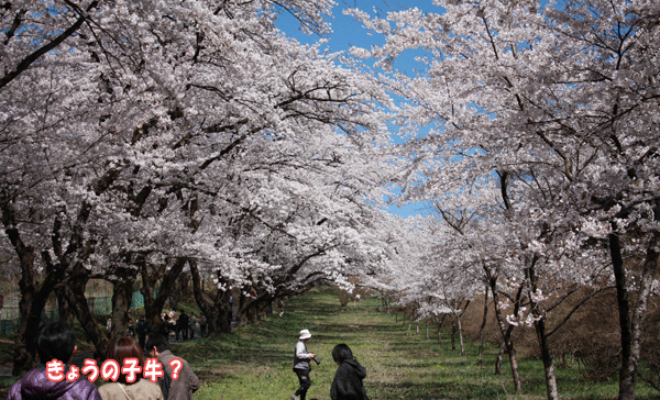 f0203423_173867.gif