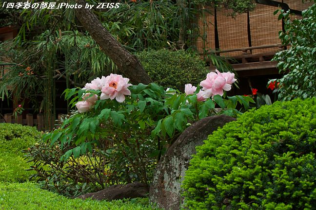 a0195032_2023172.jpg