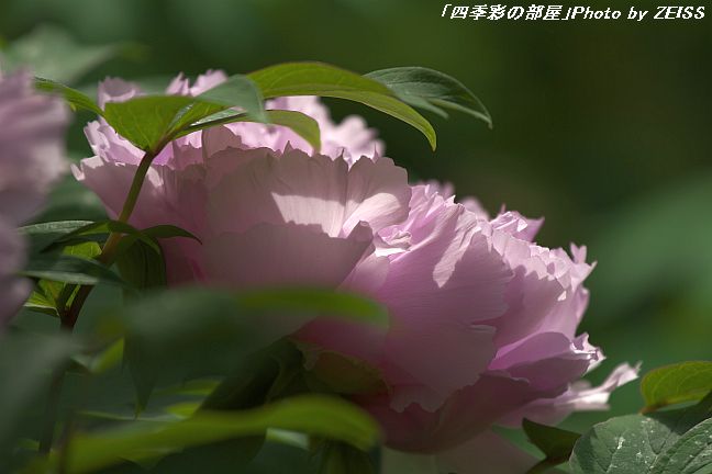 a0195032_203762.jpg