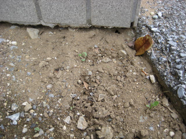 e0166032_2105994.jpg