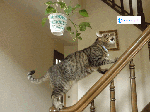 c0136736_17272395.gif