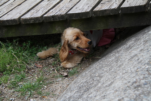 a0184047_2373289.jpg