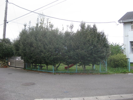 b0063162_137411.jpg