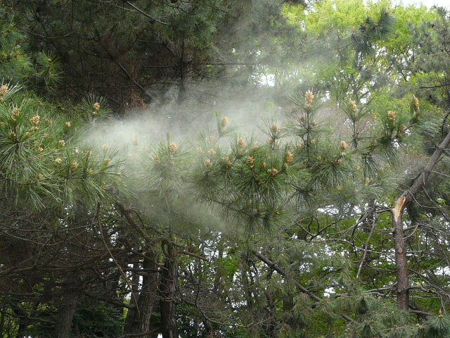 e0145782_651563.jpg