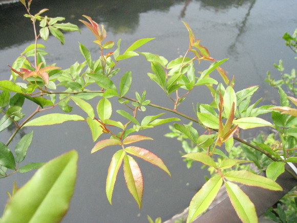 e0046206_6585639.jpg