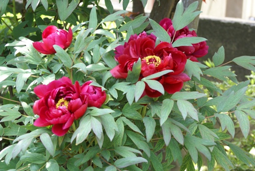 c0042418_844216.jpg