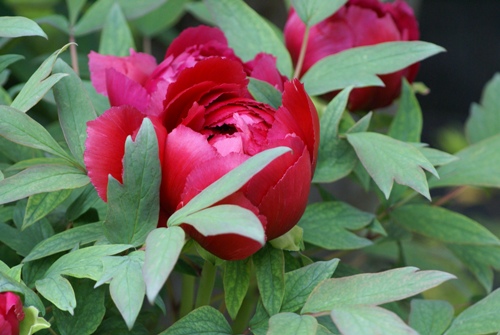 c0042418_844357.jpg