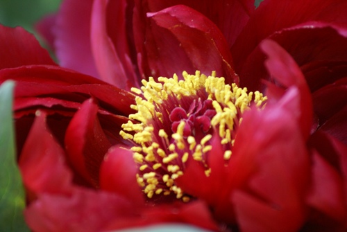 c0042418_8445072.jpg