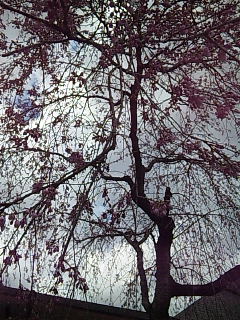 b0073322_2032064.jpg