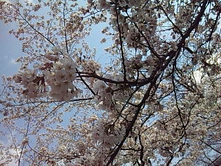 b0073322_20342518.jpg