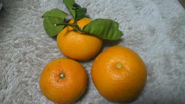 e0208623_1135312.jpg