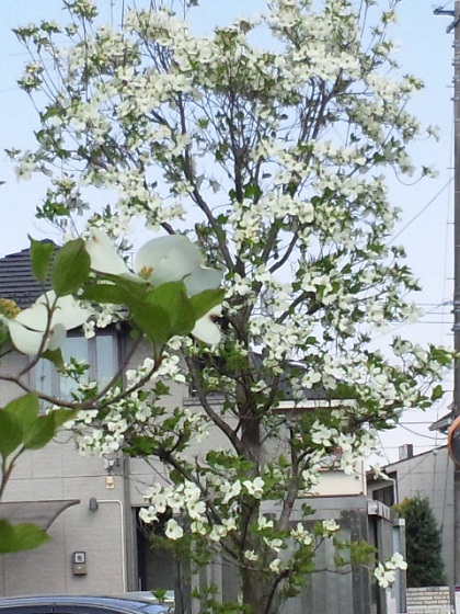 b0199924_15214295.jpg