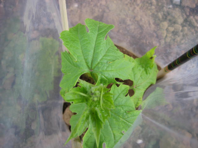 e0166032_20481030.jpg