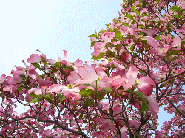 c0225153_172666.gif