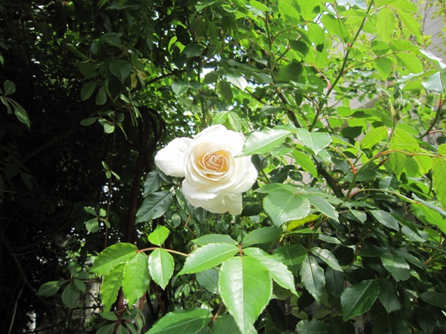c0202870_9353795.jpg