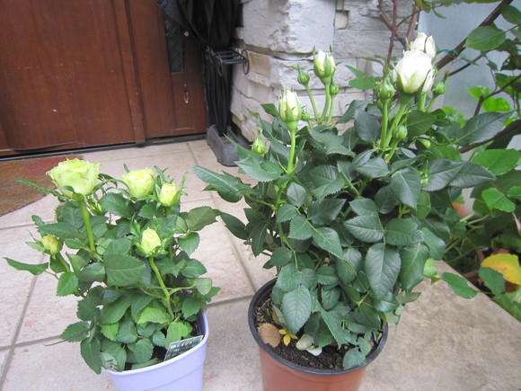 c0202870_94382.jpg