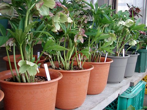 f0047773_1191026.jpg