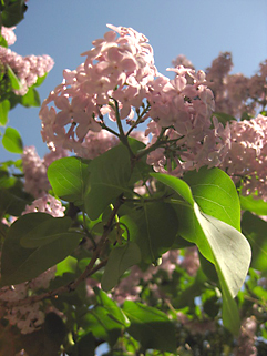 f0056476_16114743.jpg