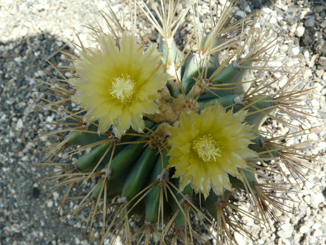 e0145782_7493957.jpg