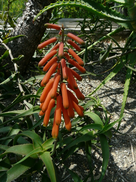 e0145782_7495719.jpg